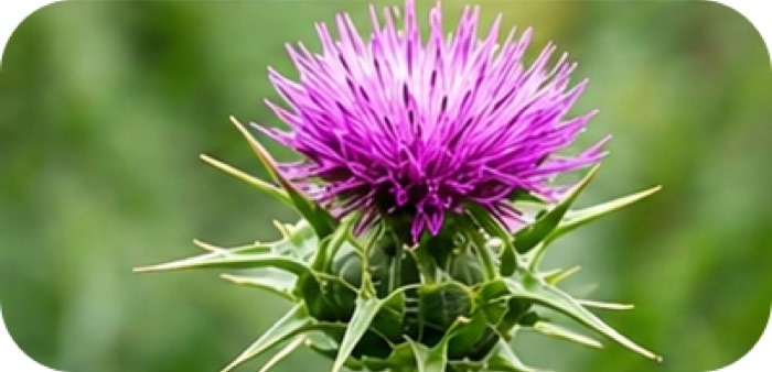 Milk Thistle