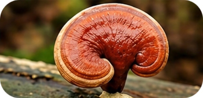 Ganoderma